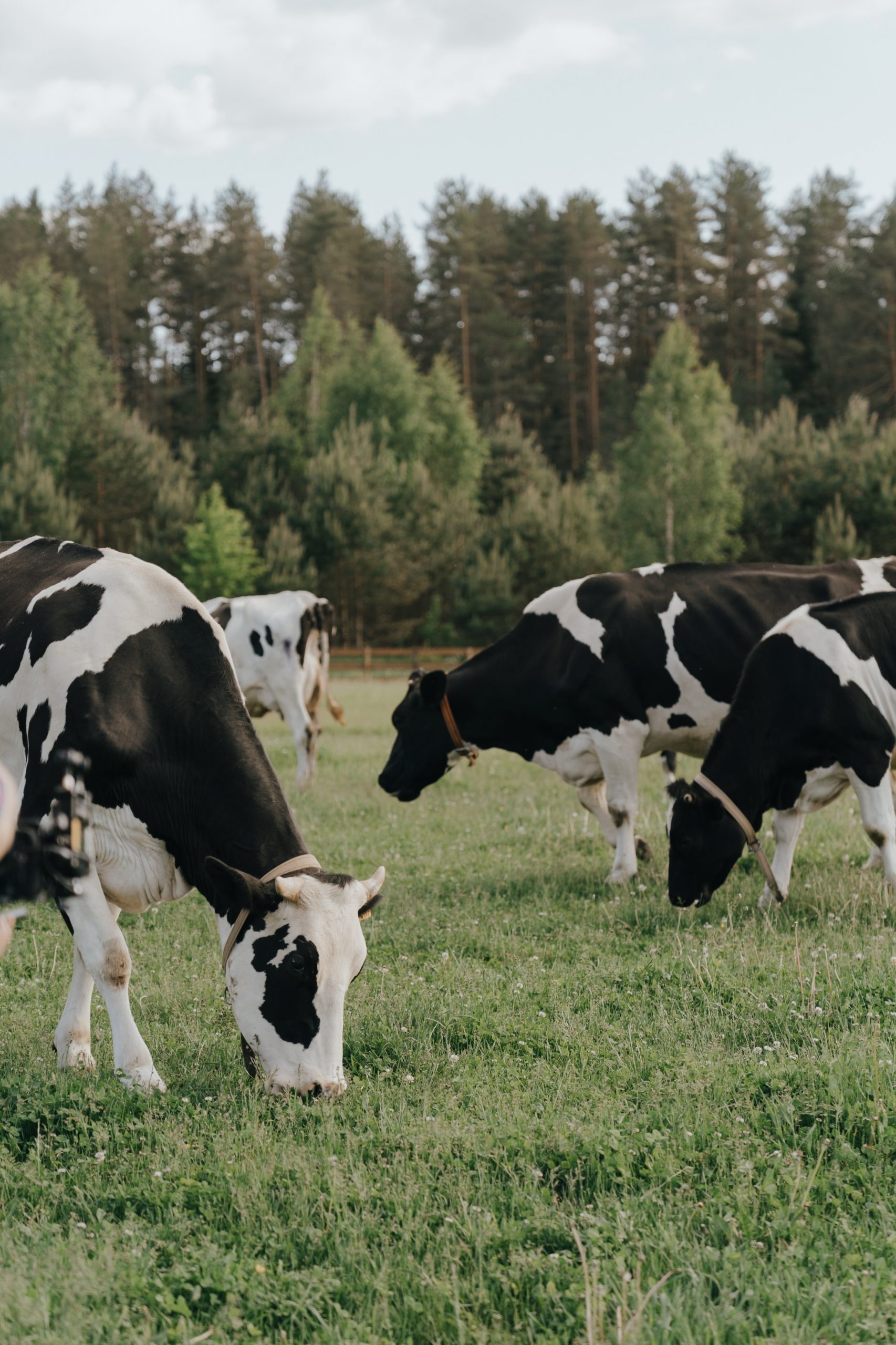 Making Money with Dairy Farming