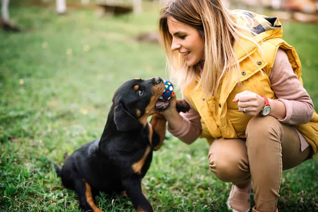 Top 10 Easiest Dog Breeds to Train