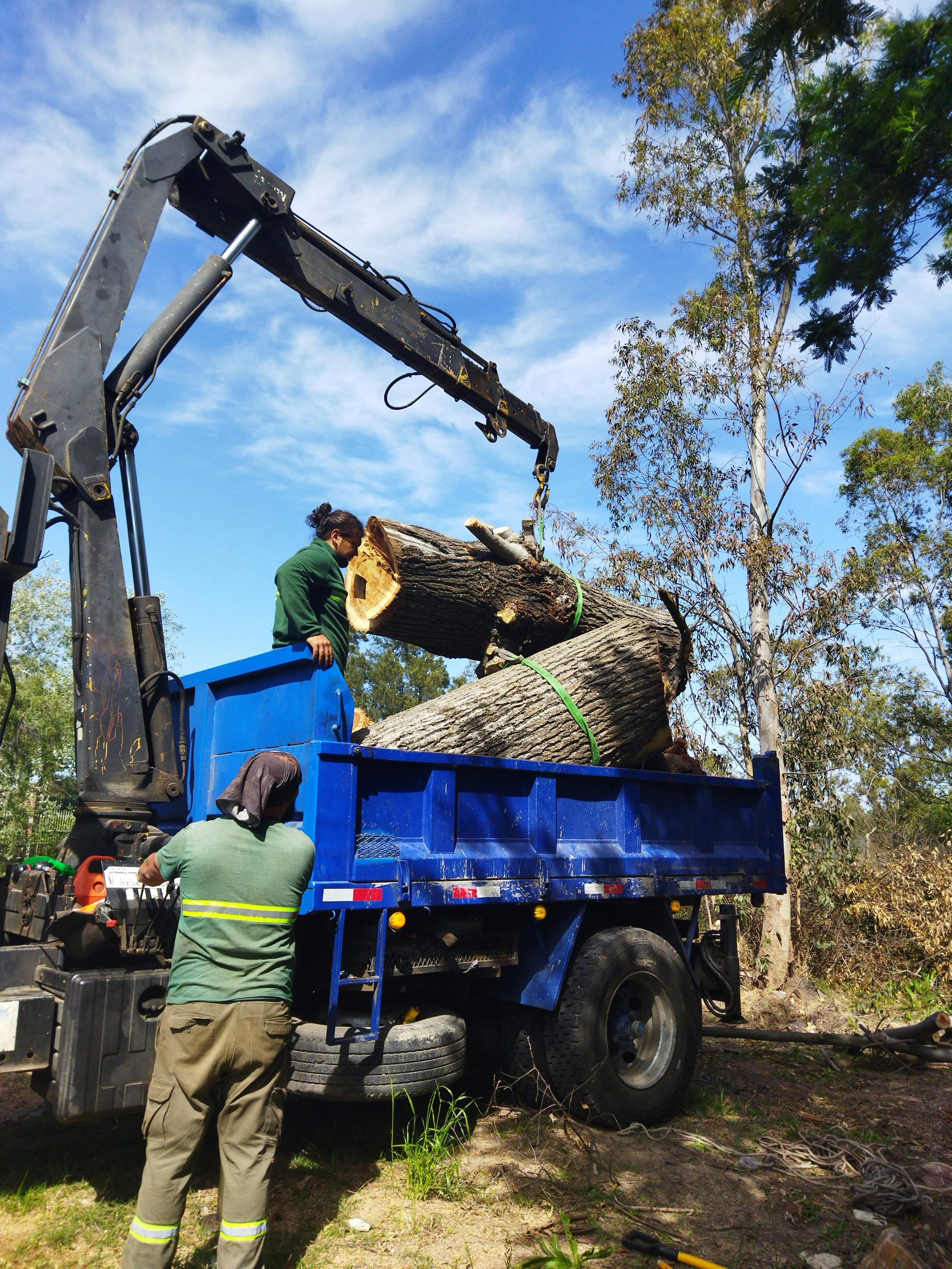 Tree Removal Cost – Determining Factors And Estimates Tree Removal Cost – Determining Factors And Estimates
