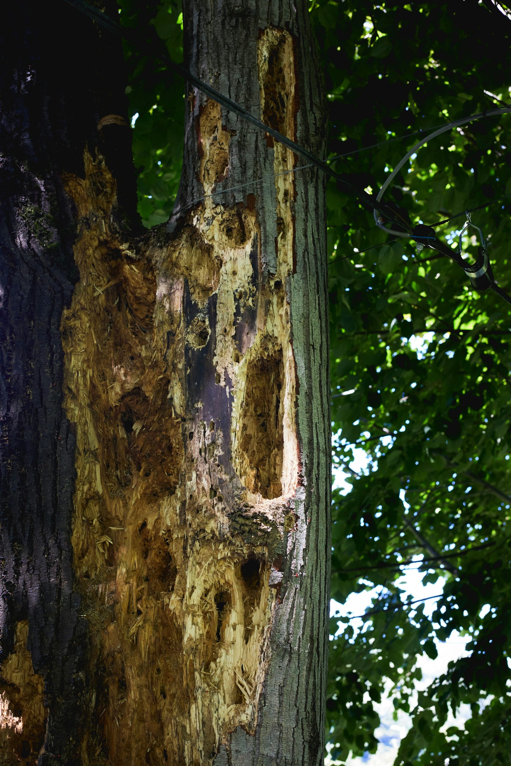 Property - Preventing and also Treating Termite Damage Property – Preventing and also Treating Termite Damage