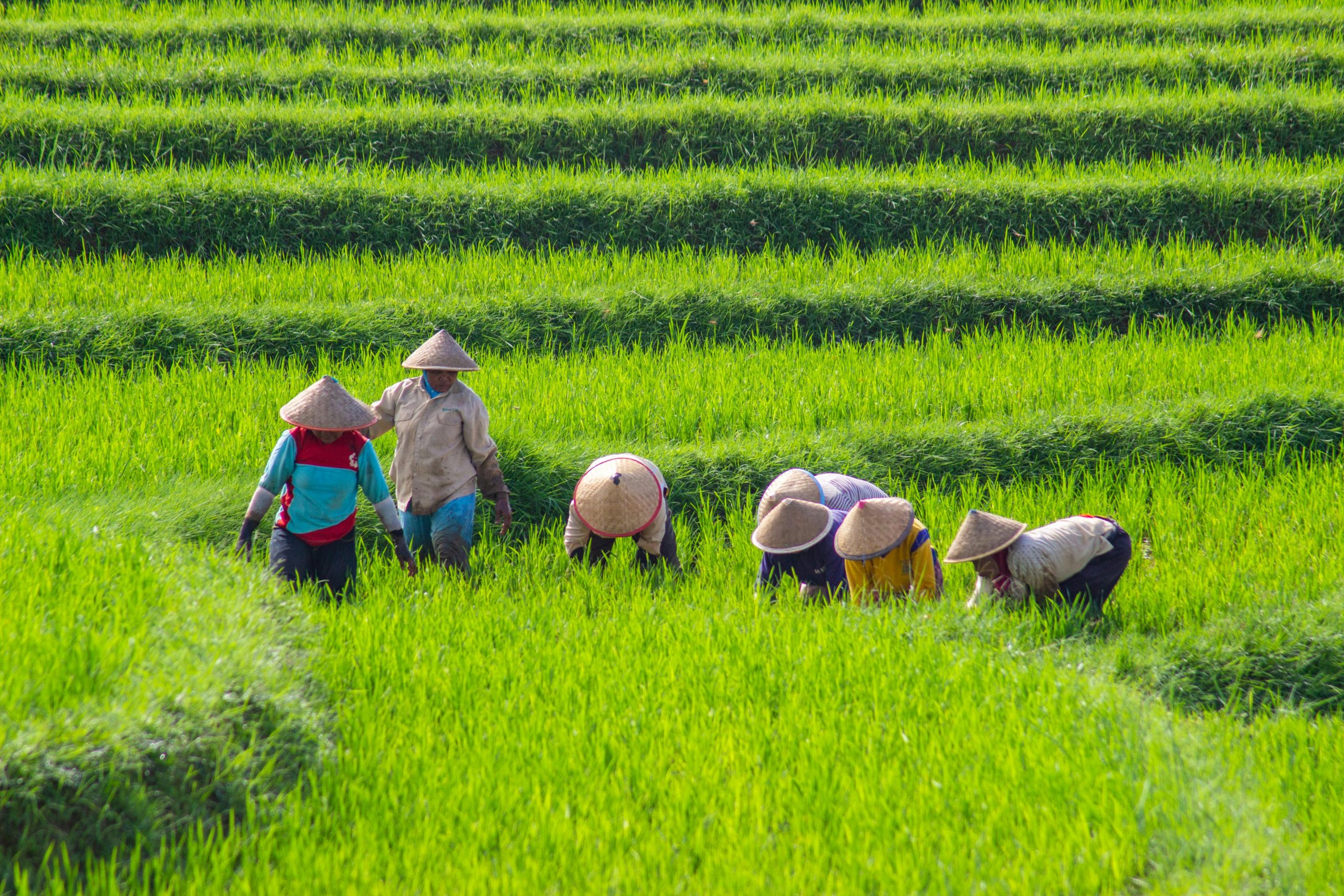 How You Can Make Money From Farming As An Entrepreneur