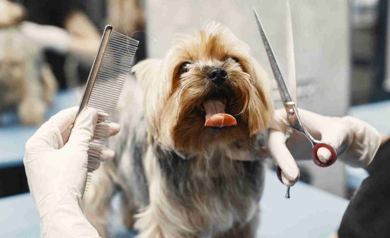 How Much Does it Cost to Start up a Mobile Dog Grooming Business