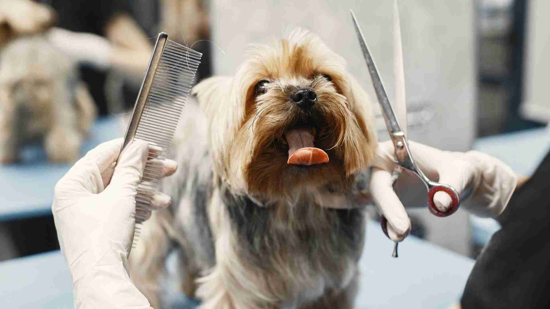 How Much Does it Cost to Start up a Mobile Dog Grooming Business