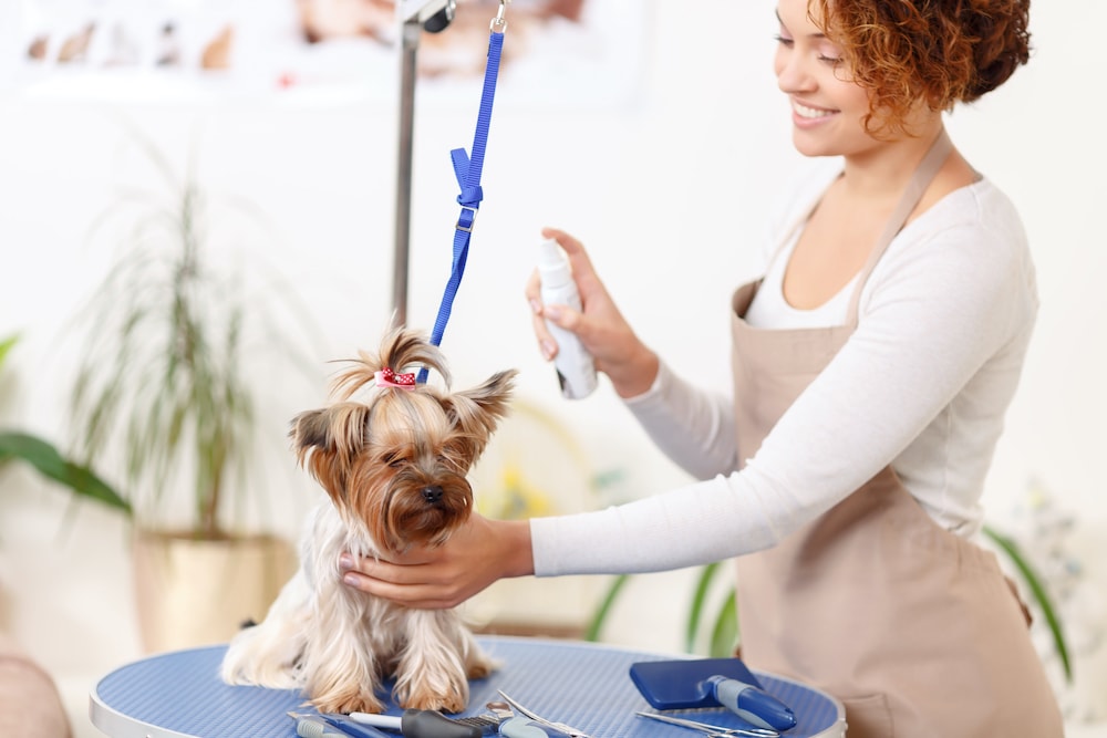 How do I Start a Home Based Dog Grooming Business
