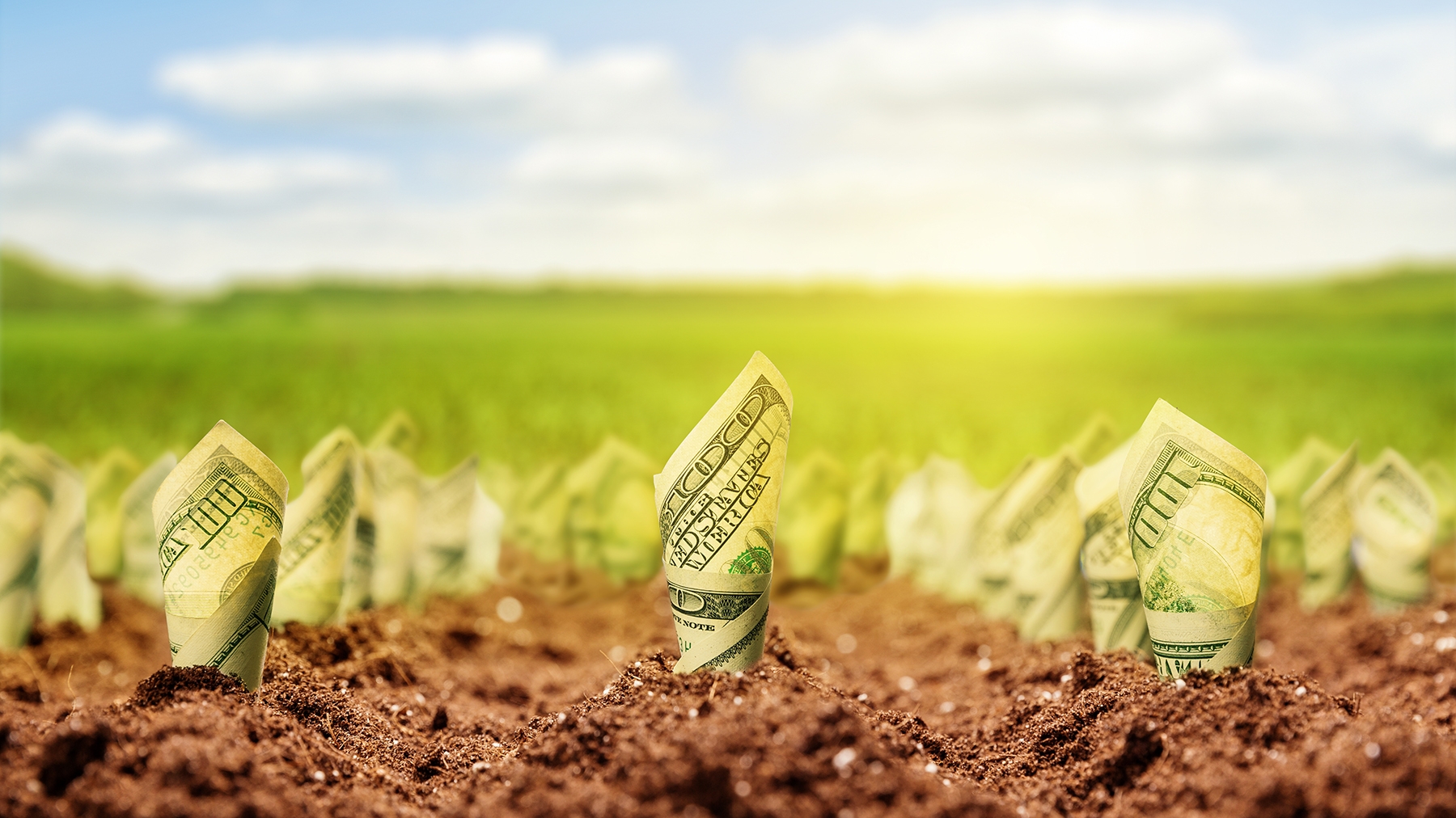 Examples of Profitable Crops for Small Farm in 2024-2030