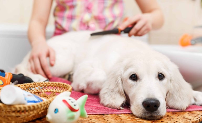 How Much Does a Dog Grooming Business Earn?