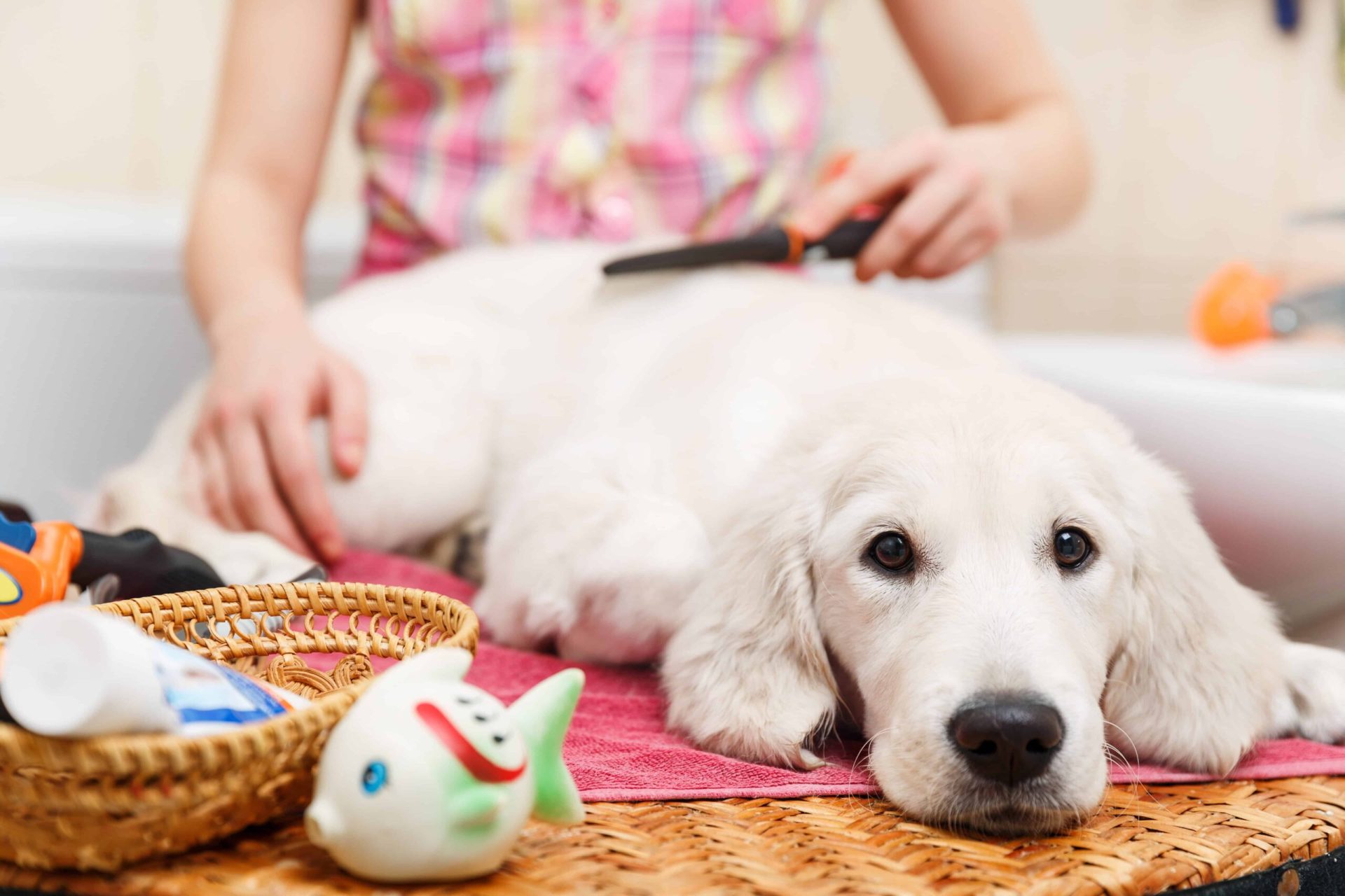 How Much Does a Dog Grooming Business Earn?