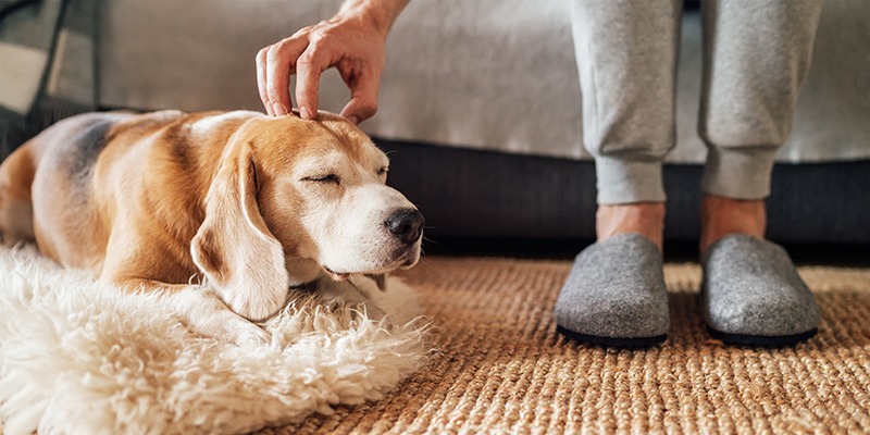 The Benefits of Renting a Pet-friendly Property