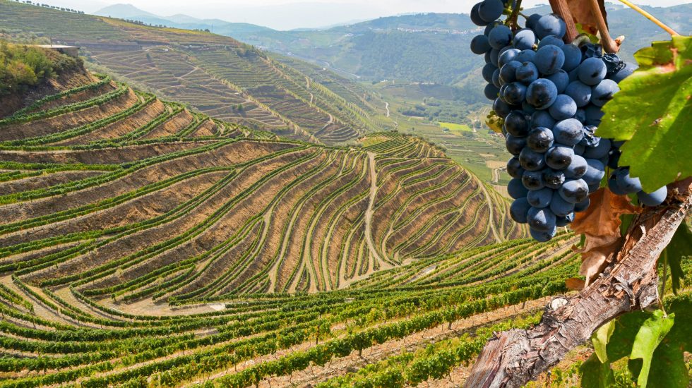 Best Fall Destinations in Europe for Wine Harvest Season Best Fall Destinations in Europe for Wine Harvest Season