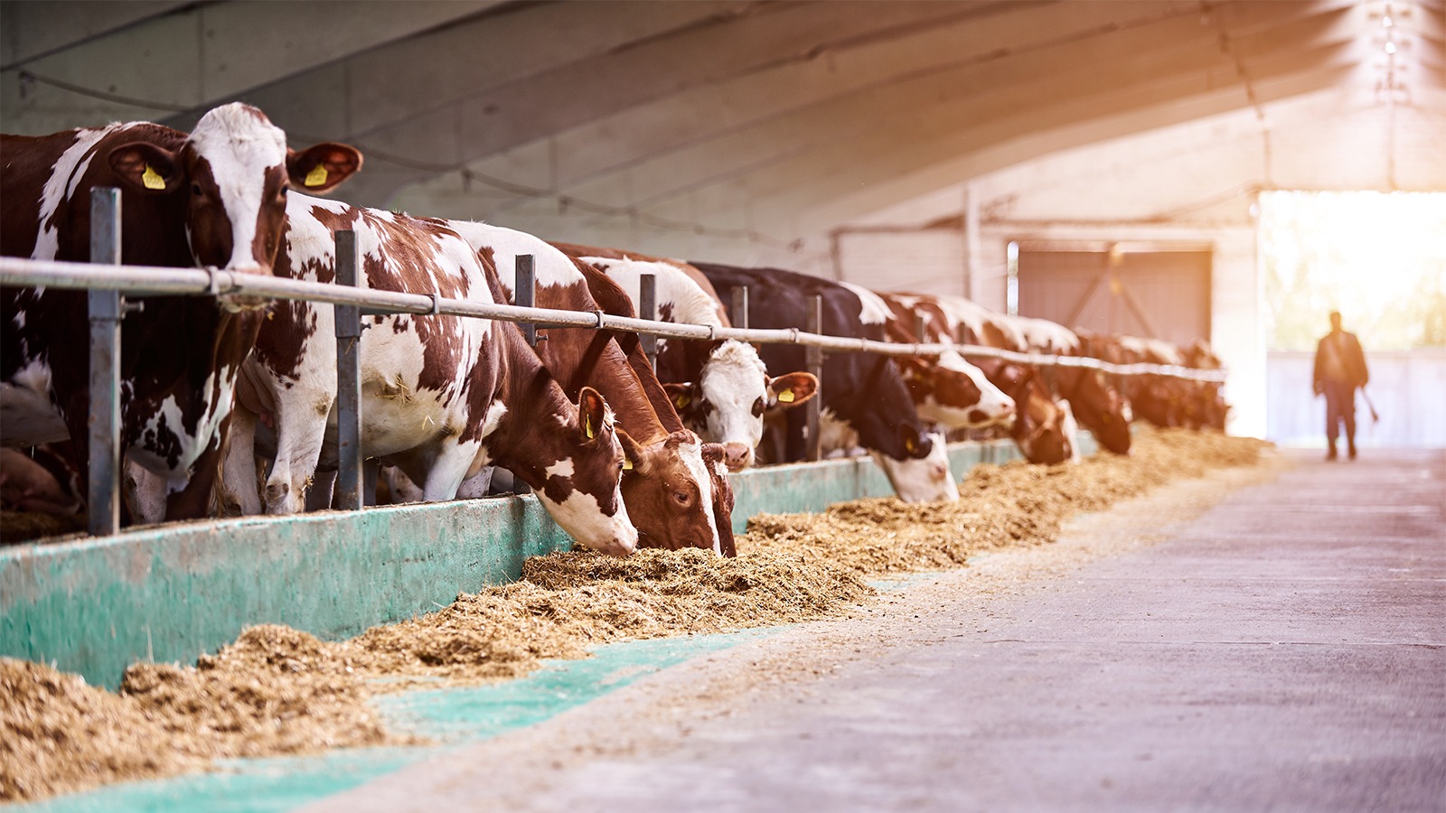 Revolutionizing Livestock Feeding With Automated Hay Storage Systems Revolutionizing Livestock Feeding With Automated Hay Storage Systems