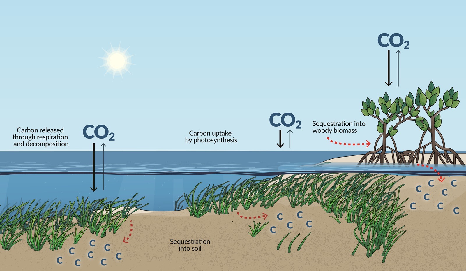 Blue Carbon: Monetizing Coastal Carbon Sequestration Blue Carbon: Monetizing Coastal Carbon Sequestration