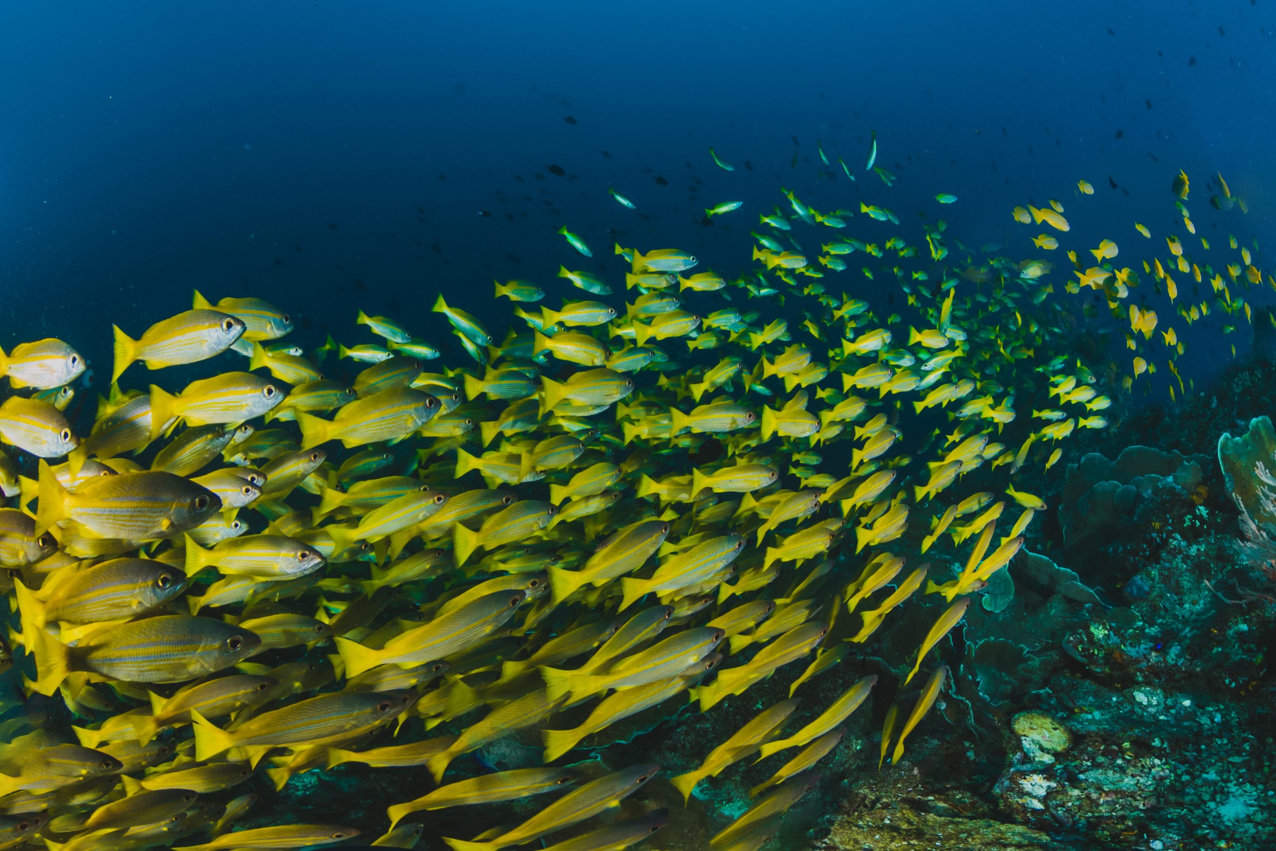 Ocean Tourism: Balancing Profit and Preservation Ocean Tourism: Balancing Profit and Preservation